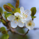 Homeopatía para plantas y suelos (Núria Cuch)-2027